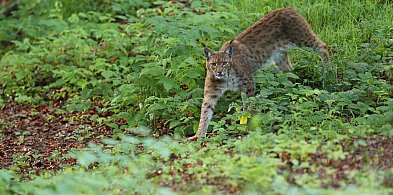 Ryś skradł show w józefowskich lasach. Zobacz unikalne kadry z Roztocza