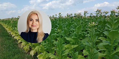 Plantatorzy tytoniu protestują. Wiceminister Gromadzka-58055