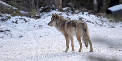 Ukryta kamera nagrała wilki (VIDEO)