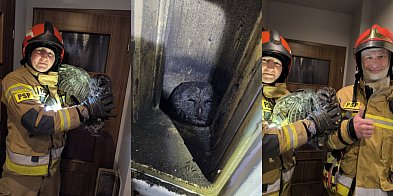 Strażacy ocalili sowę!