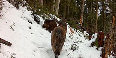 Rodzinny spacer w sercu lasu. Wataha dzików nagrana