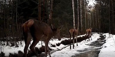 Leśne damy na wybiegu: Wyjątkowe nagranie Nadleśnictwa