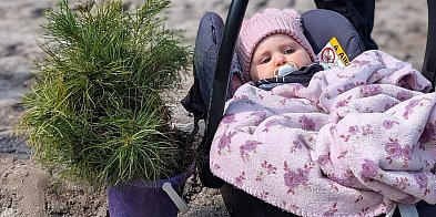 Wielkie sadzenie drzew w Biłgoraju