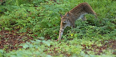 Ryś skradł show w józefowskich lasach. Zobacz nagranie