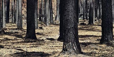 Pomoc dla właścicieli lasów po pożarze