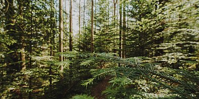 Będą spotkania z właścicielami lasów prywatnych