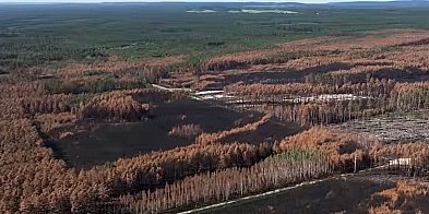 Odbudowa Puszczy Solskiej po wielkim pożarze VIDEO