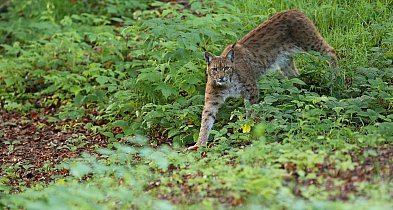 Ryś skradł show w józefowskich lasach. Zobacz unikalne kadry z Roztocza