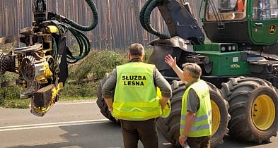Krajobraz po katastrofie. Lasy Państwowe ratują Puszczę Solską