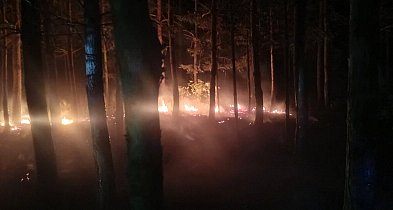 Nocna walka z ogniem w Księżpolu. Las znów stanął w płomieniach