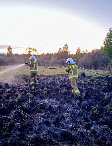 Pożar traw w Korytkowie Małym. Ogień zatrzymany tuż przed ścianą lasu