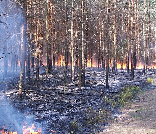 Lubelscy leśnicy rozpoczęli sezon przeciwpożarowy oraz wiosenną kampanię sadzenia
