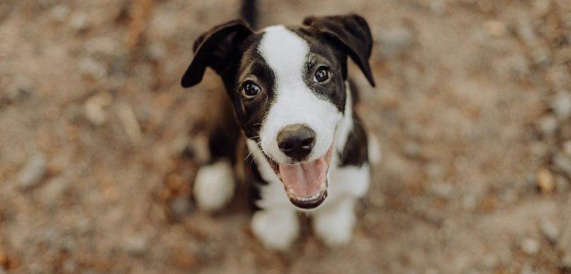 Amstaff na spacerze: jak dobrać smycz, żeby było bezpiecznie i wygodnie?