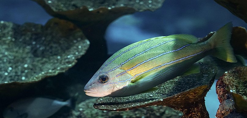 Pierwsze akwarium - od czego zacząć?