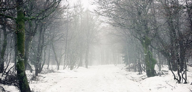 Ostrzeżenie. Uwaga na mgły