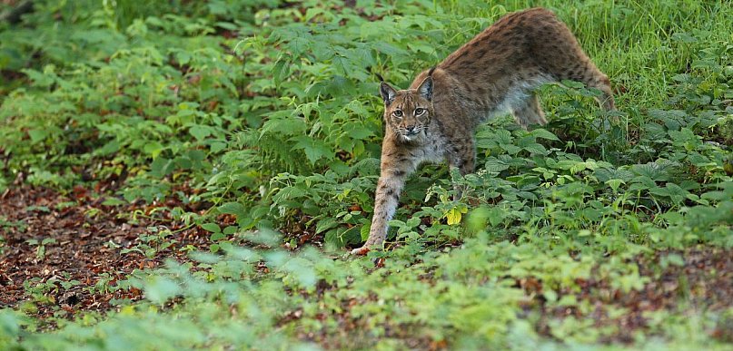 Ryś skradł show w józefowskich lasach. Zobacz unikalne kadry z Roztocza