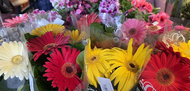 Raj dla miłośników roślin. Wielkie Targi Roślin 2026 trwają w Biłgoraju!