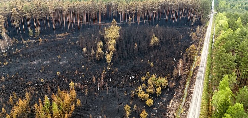 Puszcza Solska: 300 strażaków gasi podziemne zarzewia ognia