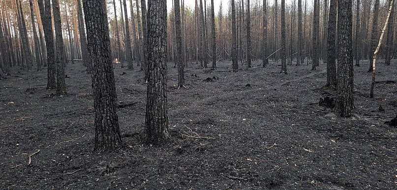 Pożar w Puszczy Solskiej: Sejmowa debata o wielkiej tragedii