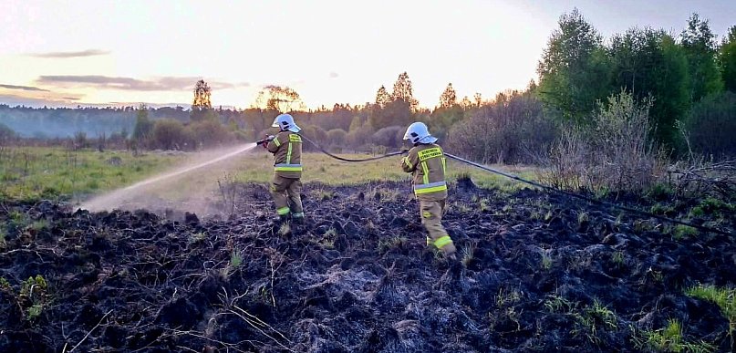 Pożar traw w Korytkowie Małym. Ogień zatrzymany tuż przed ścianą lasu