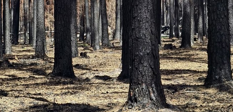 Pożar w Puszczy Solskiej. Leśnicy pomogą prywatnym właścicielom