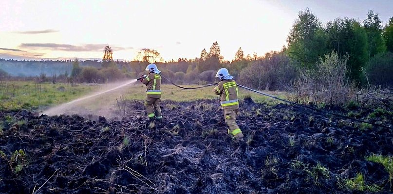 Pożar traw w Korytkowie Małym. Ogień zatrzymany tuż przed ścianą lasu