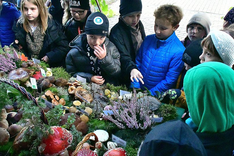Jadalne czy trujące? PSSE Biłgoraj ostrzega i edukuje w sprawie grzybów