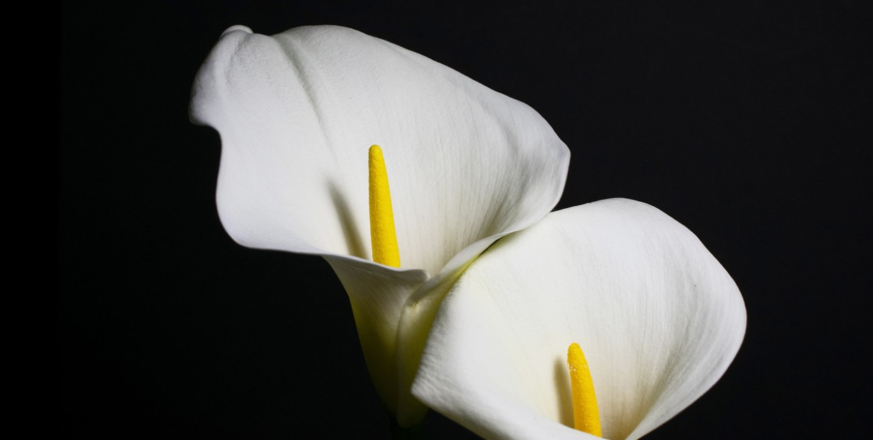 W mijającym tygodniu odeszli od nas [10 - 17 maj] 