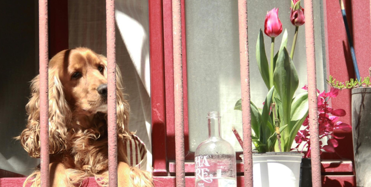 Najlepsze rasy psów do mieszkania w bloku - przegląd i porady