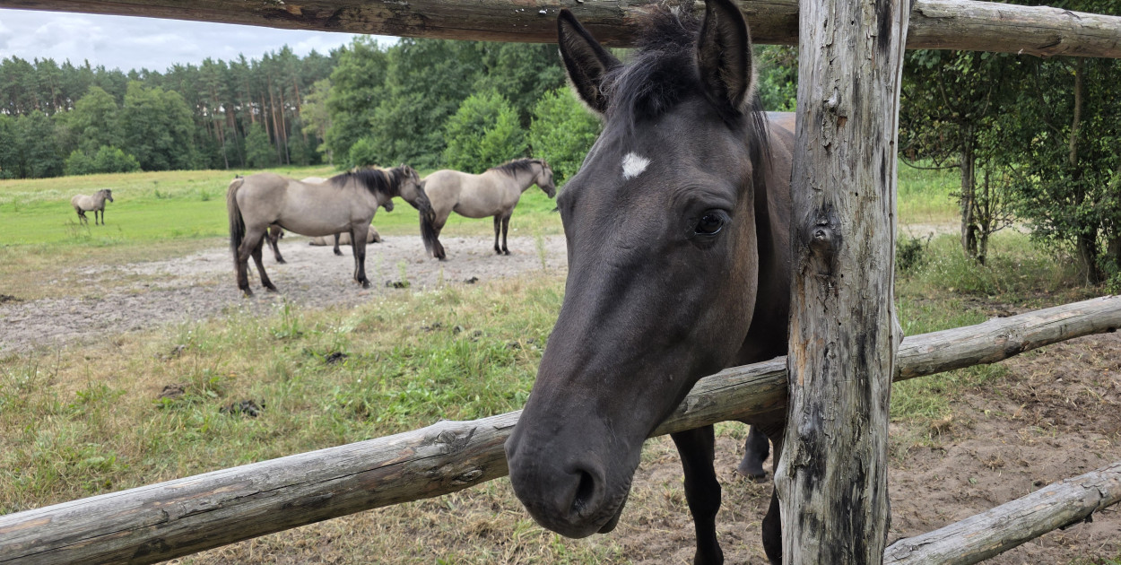 Symbol siły, dzikości i piękna Ziemi Biłgorajskiej. W odwiedzinach u koników polskich