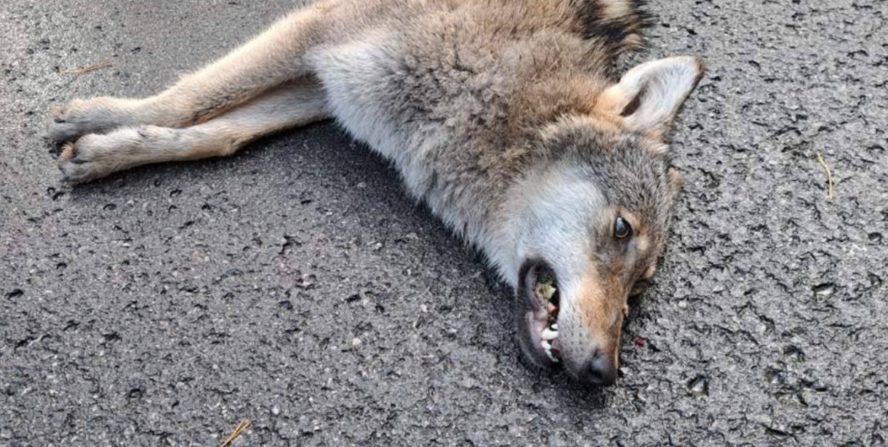 Foto: E. Szpyra, K. Czarniecki, RPN