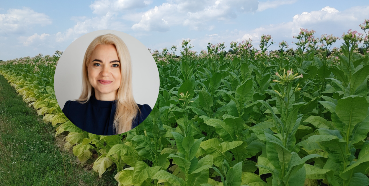 Plantatorzy tytoniu protestują. Wiceminister Gromadzka zaprasza na spotkanie