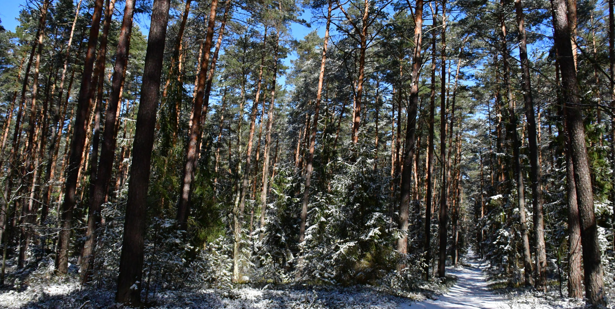 Choinka pod ochroną. Straż Leśna rozpoczęła ogólnopolską akcję