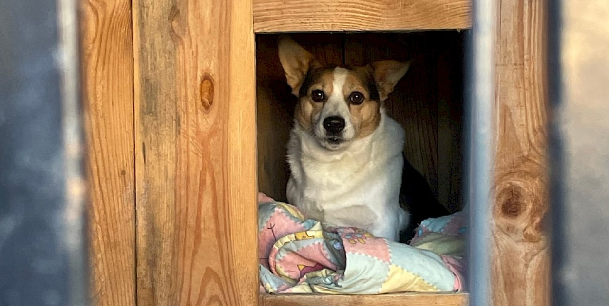 Wycieczka klasy VII do Przytuliska dla zwierząt w Józefowie