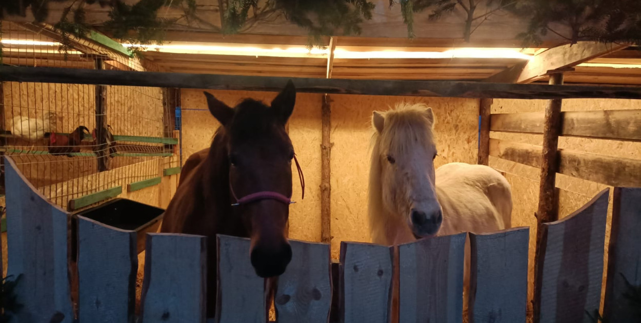 Niezwykła inicjatywa przed kościołem w Łukowej – żywa szopka przyciąga tłumy