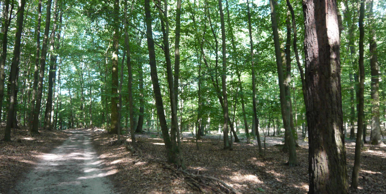 Leśnik – pasja i odpowiedzialność (Foto: ZSL w Biłgoraju)