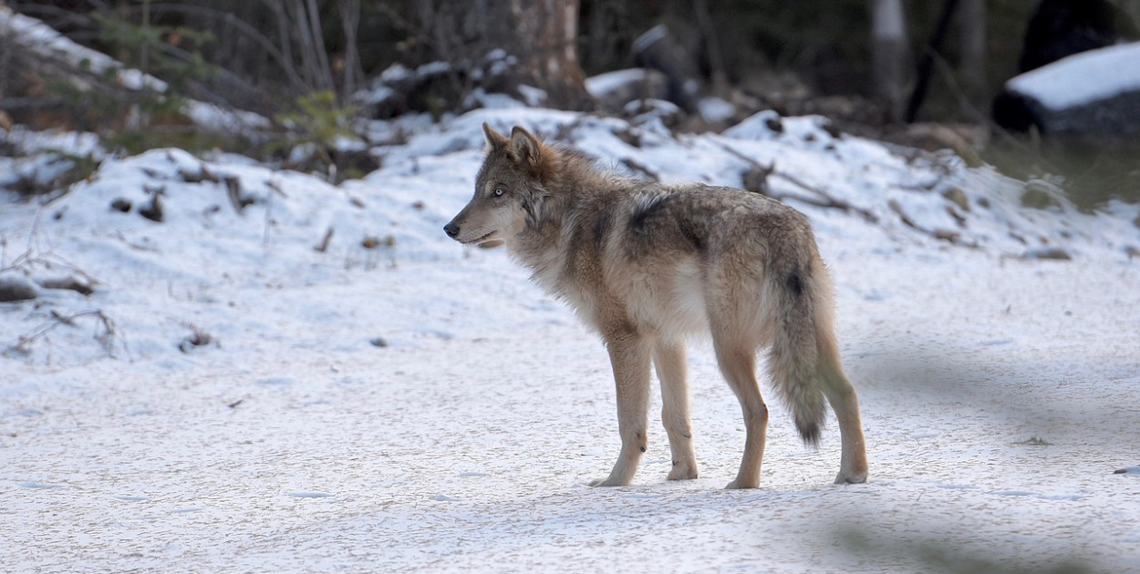 Ukryta kamera nagrała wilki (VIDEO)