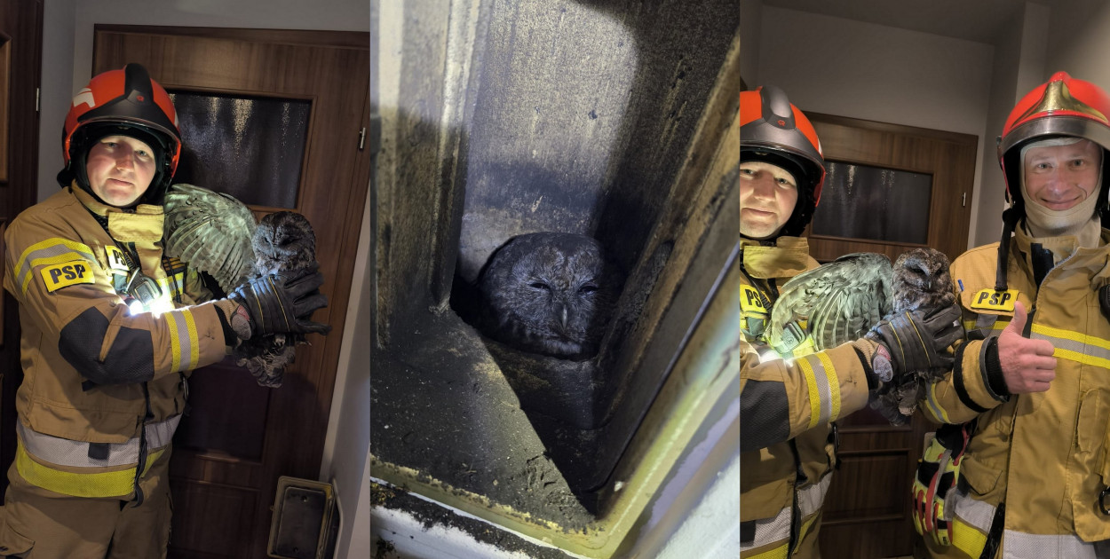 Strażacy ocalili sowę!