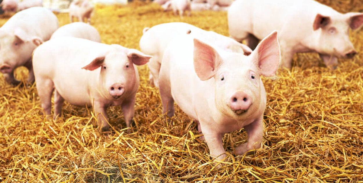 Jak wybrać odpowiednie poidła dla świń?