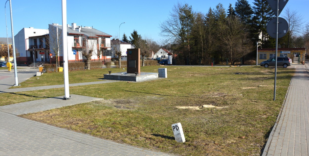 18 drzew ustępuje miejsca nowym nasadzeniom. Tarnogród szykuje...