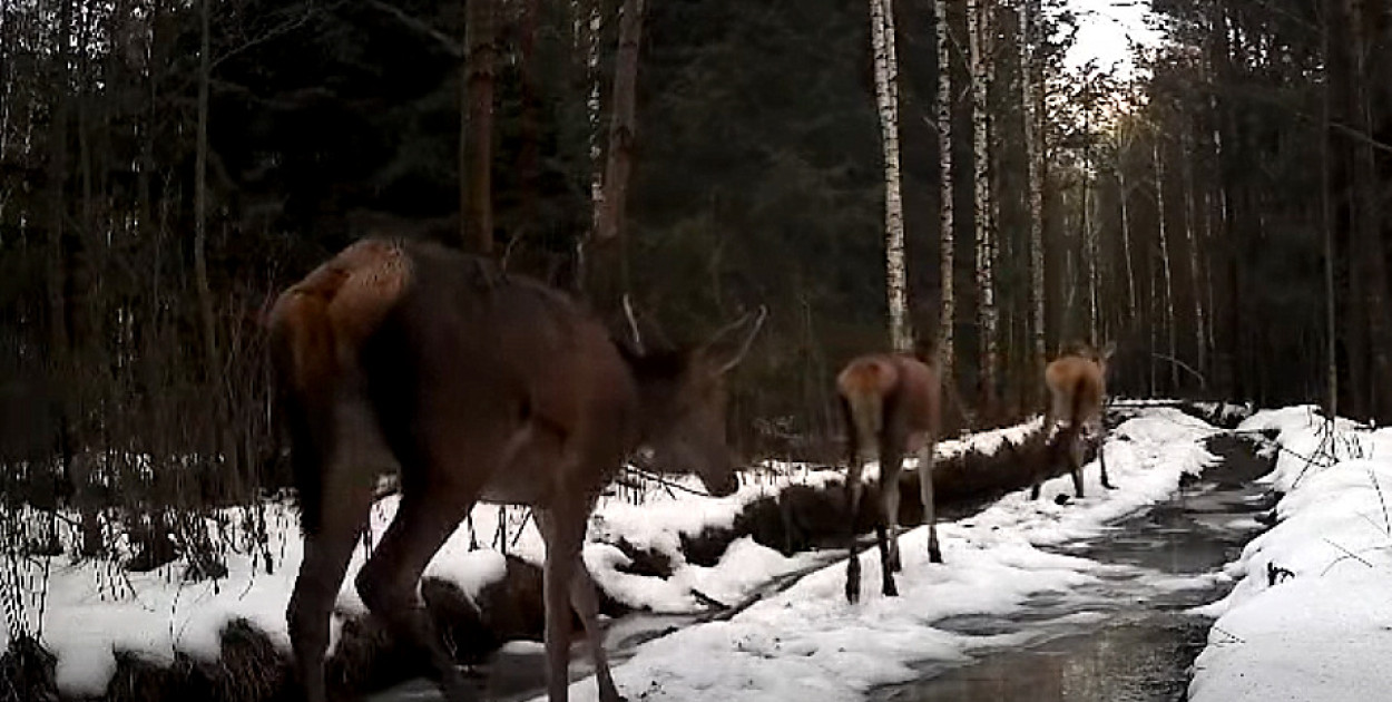 Leśne damy na wybiegu: Wyjątkowe nagranie Nadleśnictwa Biłgoraj (VIDEO)