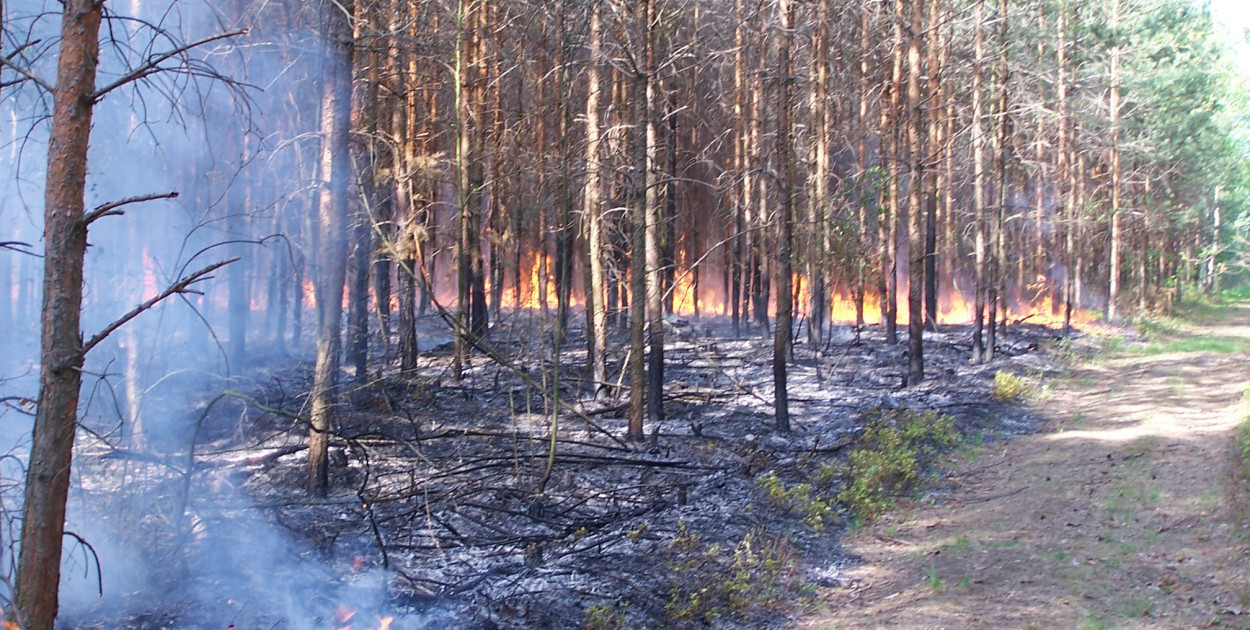 Lubelscy leśnicy rozpoczęli sezon przeciwpożarowy oraz wiosenną kampanię sadzenia