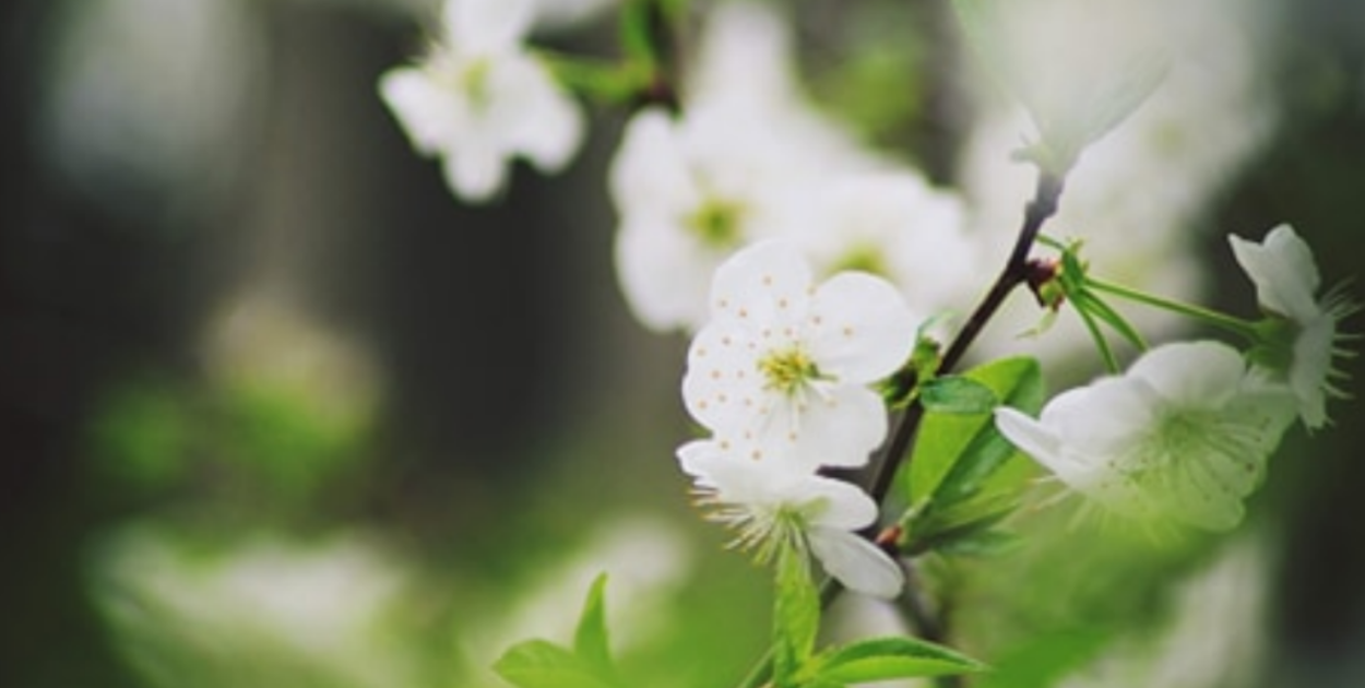 Świadectwo wolontariusza - Piotra