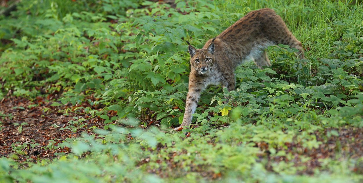 Ryś skradł show w józefowskich lasach. Zobacz unikalne kadry z Roztocza