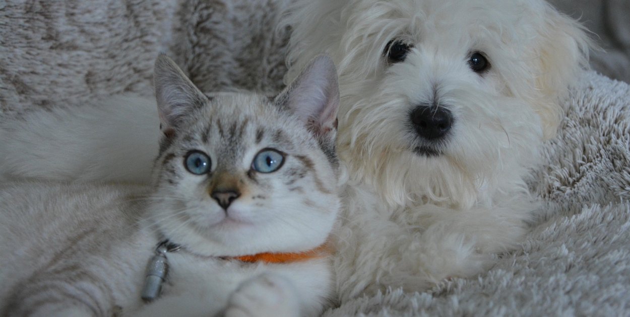 Nowe przepisy dla właścicieli zwierząt. Jedna rzecz zdecyduje o karze